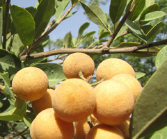 Boscia senegalensis Aizen, Boscia Boscia senegalensis Aizen, Boscia